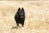 SCHIPPERKE 062